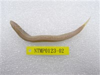 藏品(小頭櫛孔鰕虎)的圖片